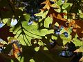 Autumn leaves, University of New England IMGP8847